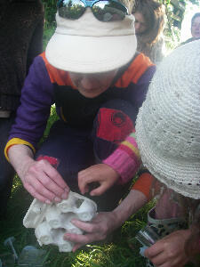 Sally Hall helping to identify the moths
